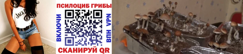 Галлюциногенные грибы мицелий  Ельня 